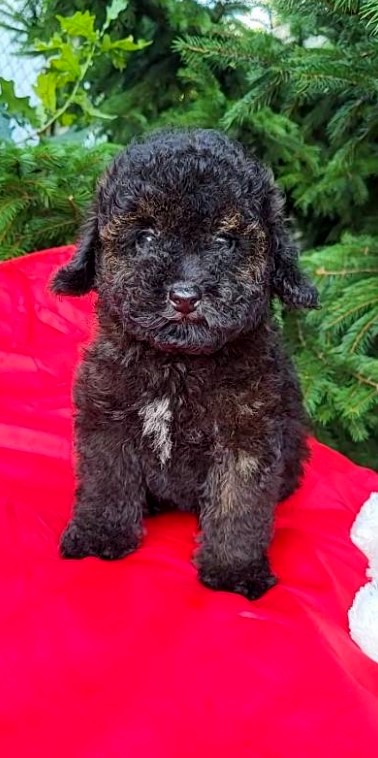 Muras-male-Toy-Poodle-puppy-for-sale-3